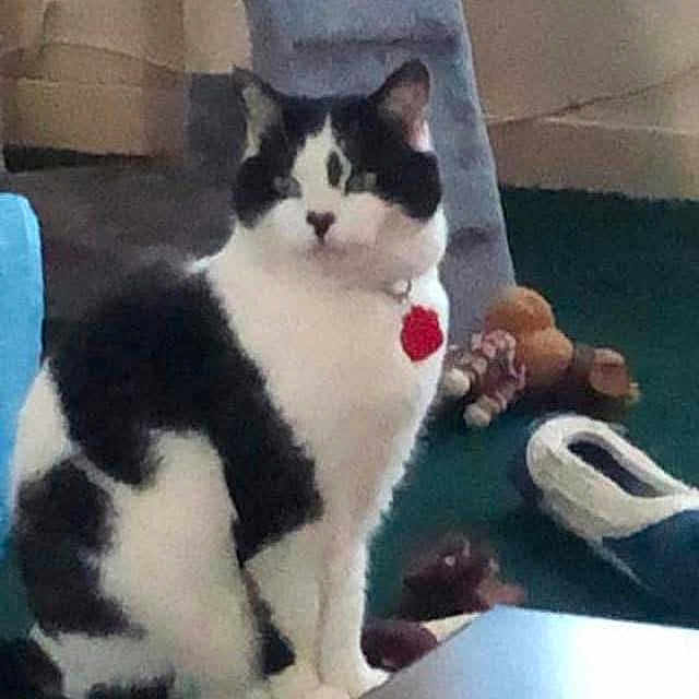 Maisie is registered to the contest to win money with this photo: animal, background, black_and_white, cat, collar, curious, domestic, ears, face, feline, floor, furniture, furry, household, indoor, object, pet, sitting, toy, whiskers