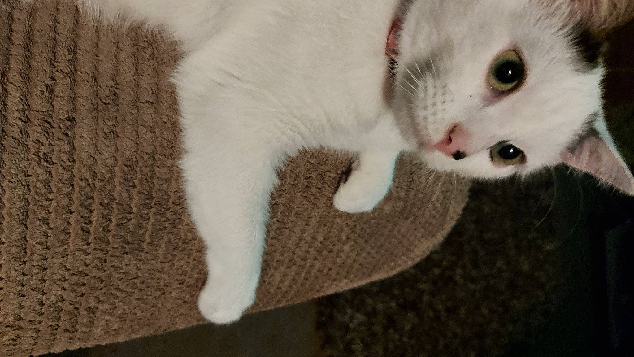 Bonnie is registered to the contest to win money with this photo: carnivore, cat, claw, domestic_short_haired_cat, ear, eyelash, fawn, felidae, fur, paw, small_to_medium_sized_cats, snout, tail, terrestrial_animal, whiskers, wood