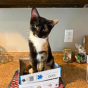 Renesmee joined the competition — help win amazing prizes! cat, kitten, calico, tortoiseshell, box, cardboard_box, kitchen_counter, countertop, kitchen, cabinet, jar, glass_jar, outlet, towel, plaid, curious, sitting, whiskers, portrait, indoor
