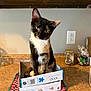 cat, kitten, calico, tortoiseshell, box, cardboard_box, kitchen_counter, countertop, kitchen, cabinet, jar, glass_jar, outlet, towel, plaid, curious, sitting, whiskers, portrait, indoor