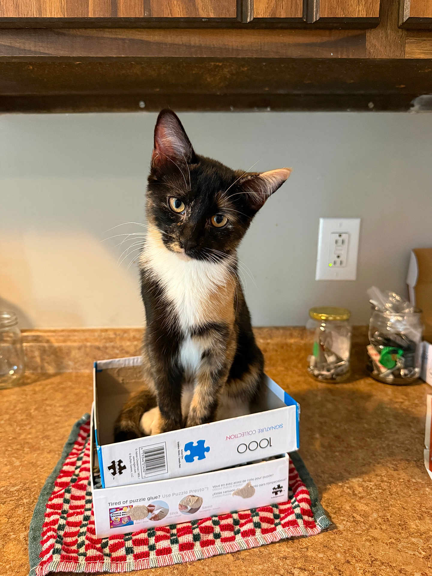 Renesmee joined the competition — help win amazing prizes! cat, kitten, calico, tortoiseshell, box, cardboard_box, kitchen_counter, countertop, kitchen, cabinet, jar, glass_jar, outlet, towel, plaid, curious, sitting, whiskers, portrait, indoor