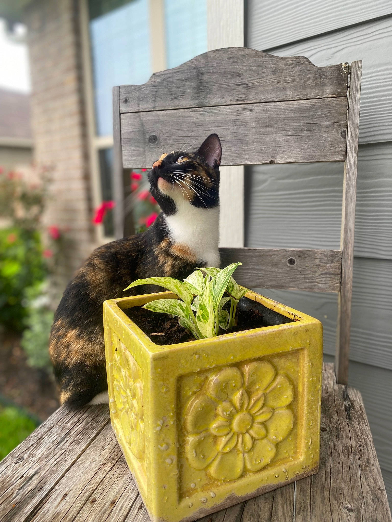 Jagger joined the competition — help win amazing prizes! building, carnivore, cat, domestic_short_haired_cat, fawn, felidae, flowerpot, grass, green, house, houseplant, plant, rectangle, small_to_medium_sized_cats, stairs, tire, wall, whiskers, window, wood