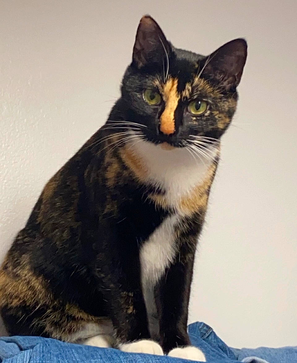 Jagger joined the competition — help win amazing prizes! carnivore, cat, domestic_short_haired_cat, felidae, fur, paw, photo_caption, sitting, small_to_medium_sized_cats, snout, tail, terrestrial_animal, whiskers, wildlife, window