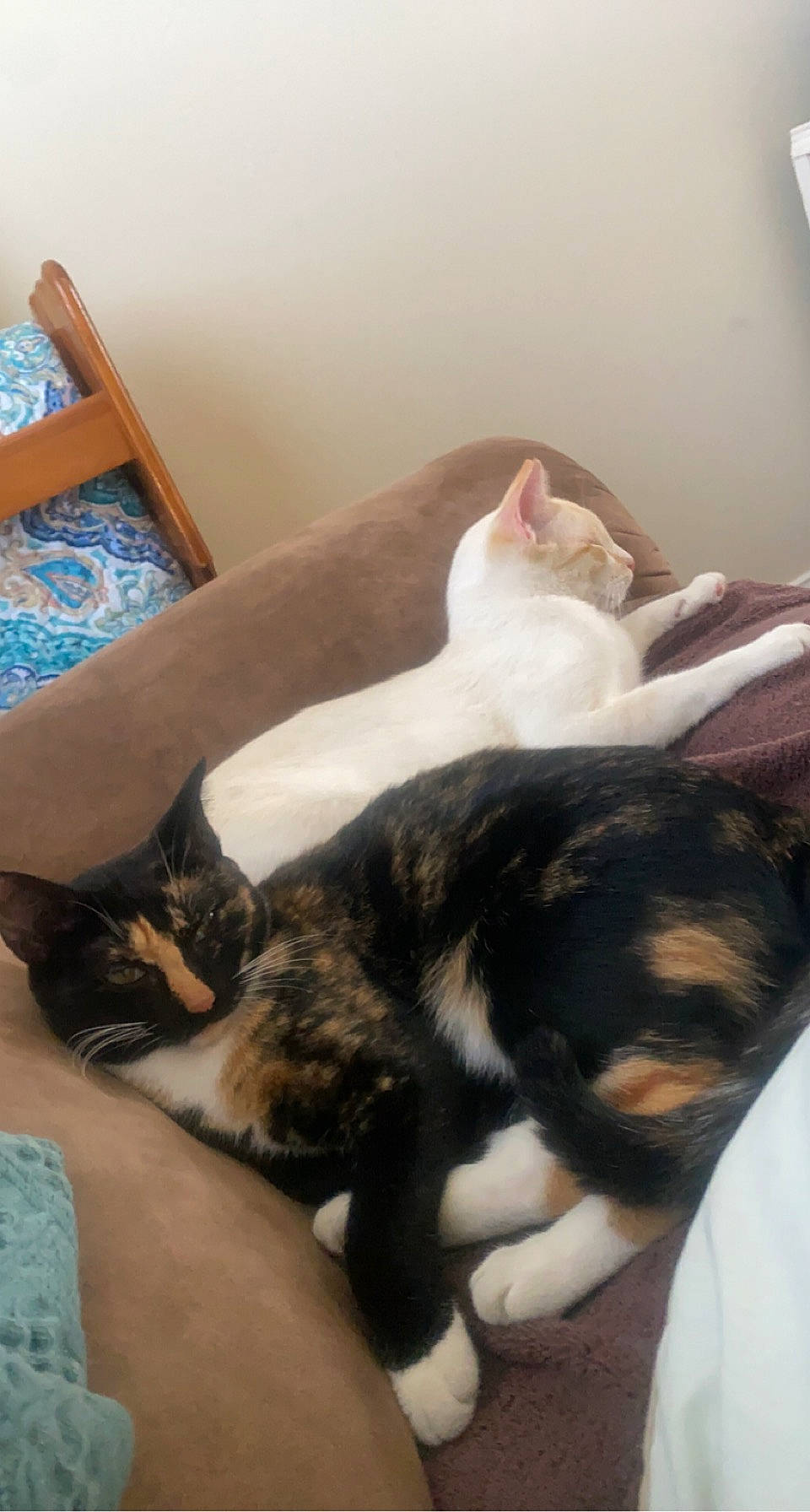 Jagger is registered to the contest to win money with this photo: bed, carnivore, cat, claw, cloud, comfort, domestic_short_haired_cat, felidae, fur, hardwood, lap, mammal, nap, paw, room, small_to_medium_sized_cats, snout, tail, whiskers, wood