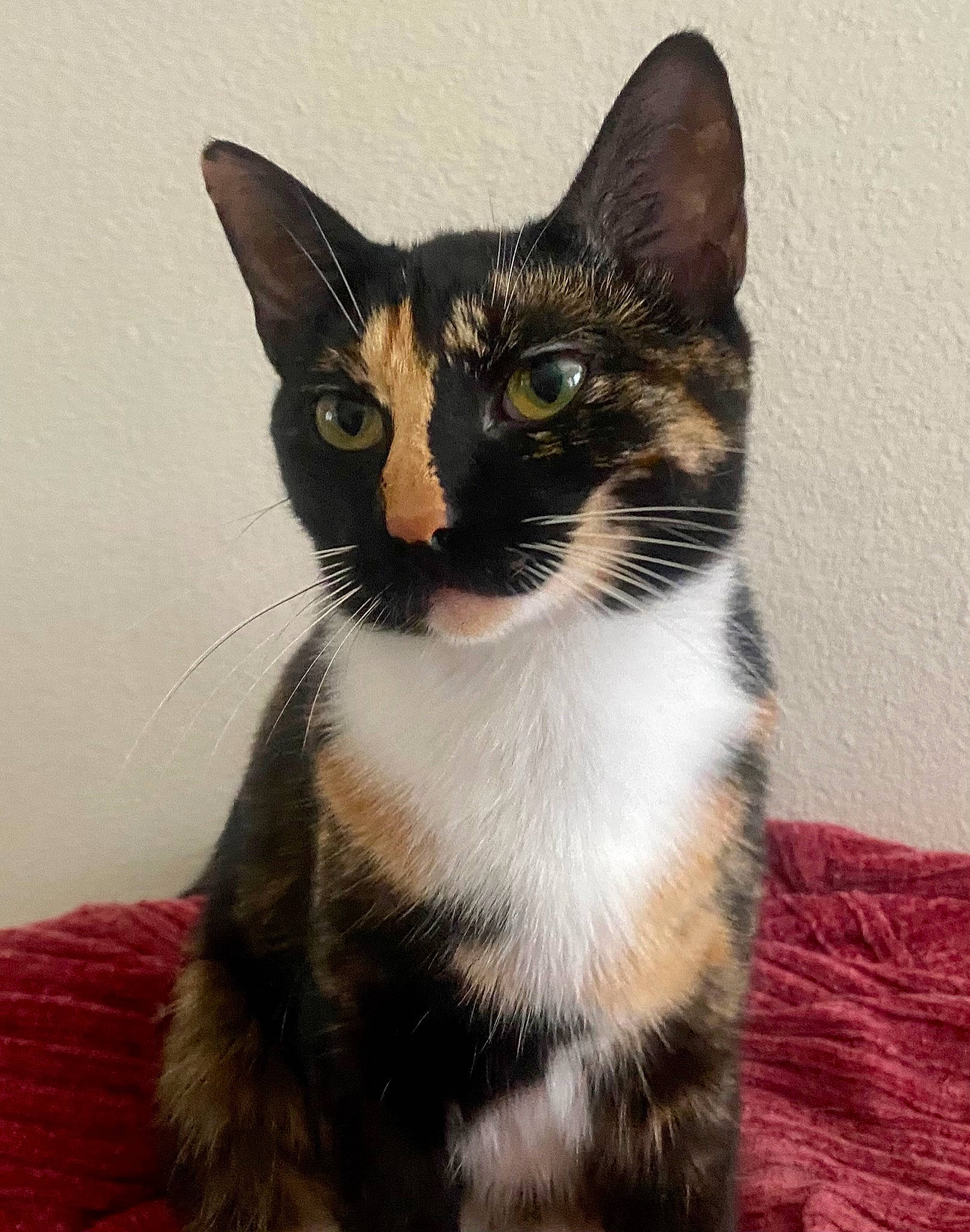 Jagger is registered to the contest to win money with this photo: black_cat, carnivore, cat, cat_furniture, comfort, domestic_short_haired_cat, eye, felidae, fur, paw, sitting, small_to_medium_sized_cats, snout, tail, terrestrial_animal, whiskers