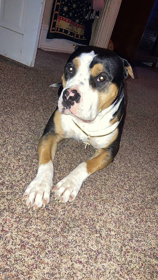 Cope is registered to the contest to win money with this photo: beaglier, bored, canidae, carnivore, companion_dog, dog, dog_breed, door, fawn, flooring, fur, non_sporting_group, paw, puppy, road_surface, snout, sporting_group, whiskers, working_animal, working_dog