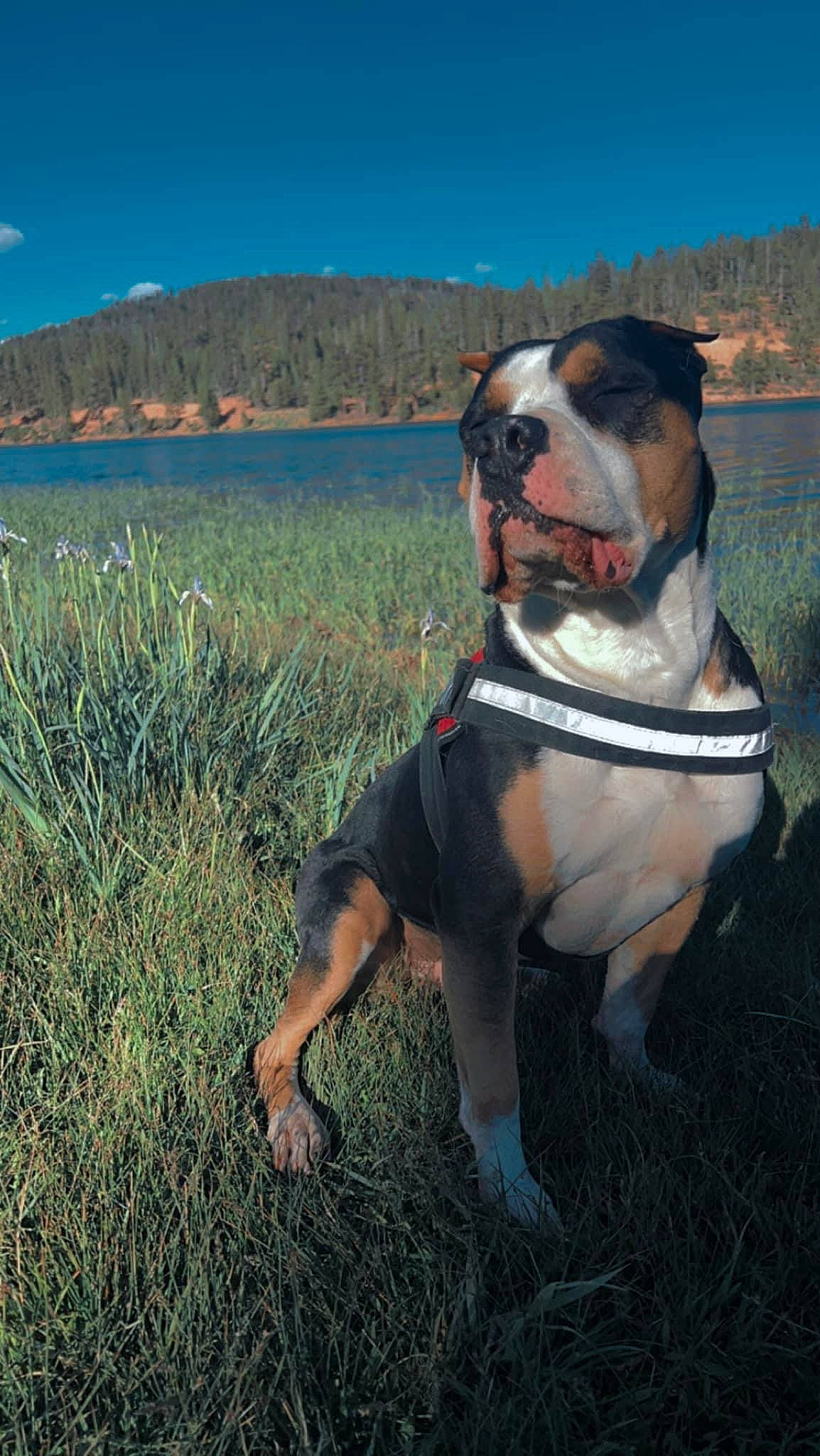 Cope is registered to the contest to win money with this photo: bulldog, carnivore, collar, companion_dog, dog, dog_breed, dog_collar, dog_supply, eyewear, fawn, grass, leash, pet_supply, plant, sky, snout, sporting_group, sunglasses, tree, water