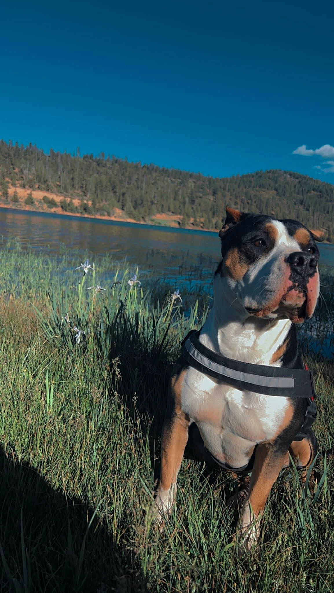 Cope is registered to the contest to win money with this photo: bulldog, carnivore, cloud, collar, companion_dog, dog, dog_breed, dog_collar, fawn, grass, lake, landscape, molosser, mountain, natural_landscape, plant, sky, sporting_group, tree, water