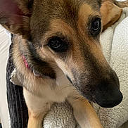 Luna is registered to the contest to win money with this photo: animal, blanket, canine, close_up, collar, comfort, companion, cozy, cute, dog, ears, eyes, fur, fur_texture, indoor, muzzle, nose, pet, relaxation, resting