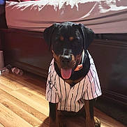 Queen is registered to the contest to win money with this photo: dog, rottweiler, puppy, indoor, bedroom, wooden_floor, bed, pillow, red, shirt, striped, pet, tongue_out, sitting, cute, animal, collar, wood, furniture, young