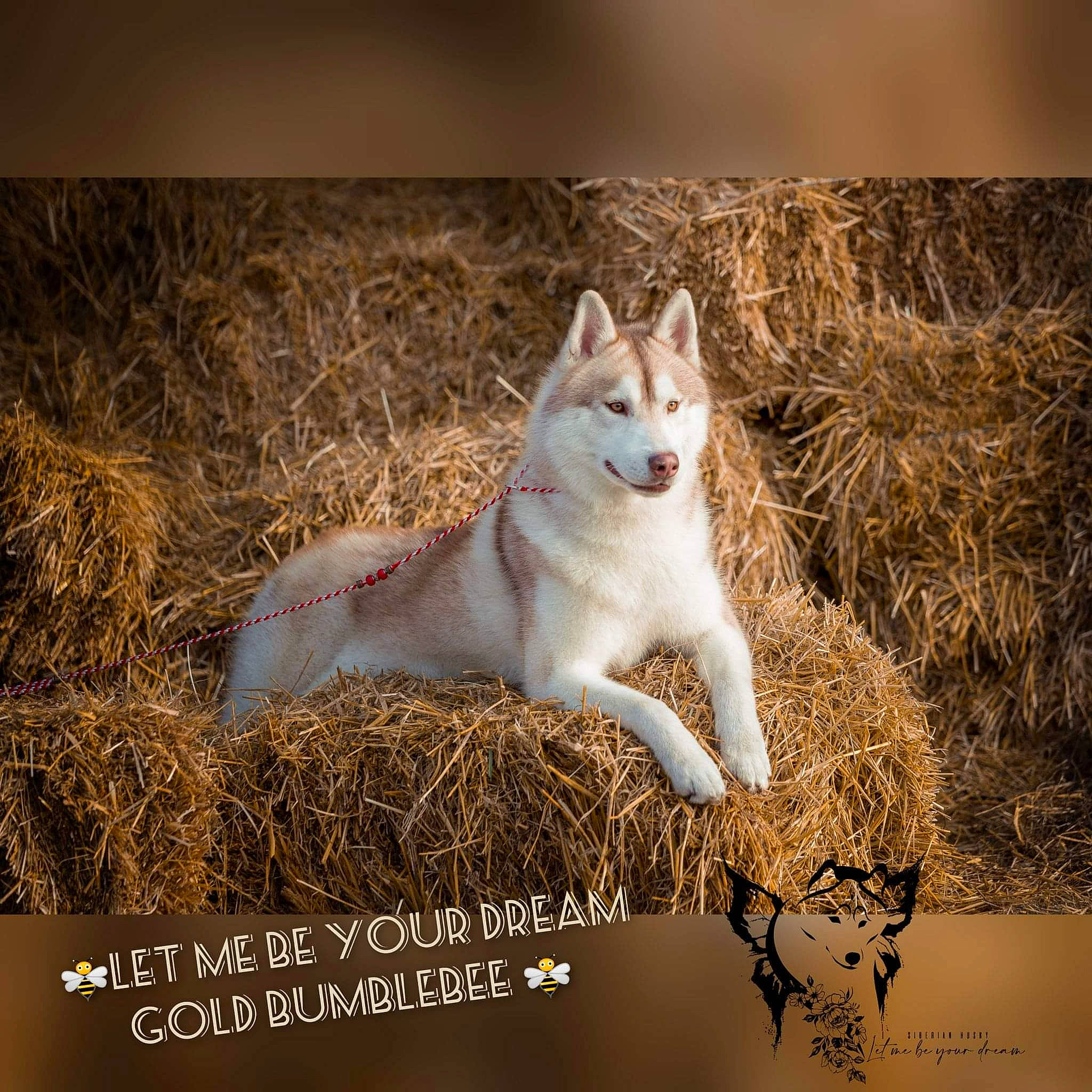 Be participe au concours pour gagner de l'argent avec cette photo : adaptation, art, canidae, carnivore, dog, dog_breed, fawn, felidae, fur, grass, happy, natural_landscape, photo_caption, small_to_medium_sized_cats, snout, tail, terrestrial_animal, twig, whiskers