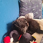 Yoshi participe au concours pour gagner de l'argent avec cette photo : puppy, dog, sleeping, plush_toy, couch, blue_couch, pillow, decorative_pillow, cozy, indoor, pet, fur, black_dog, toy, resting, home, comfort, animal, nap, cute