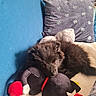 puppy, dog, sleeping, plush_toy, couch, blue_couch, pillow, decorative_pillow, cozy, indoor, pet, fur, black_dog, toy, resting, home, comfort, animal, nap, cute