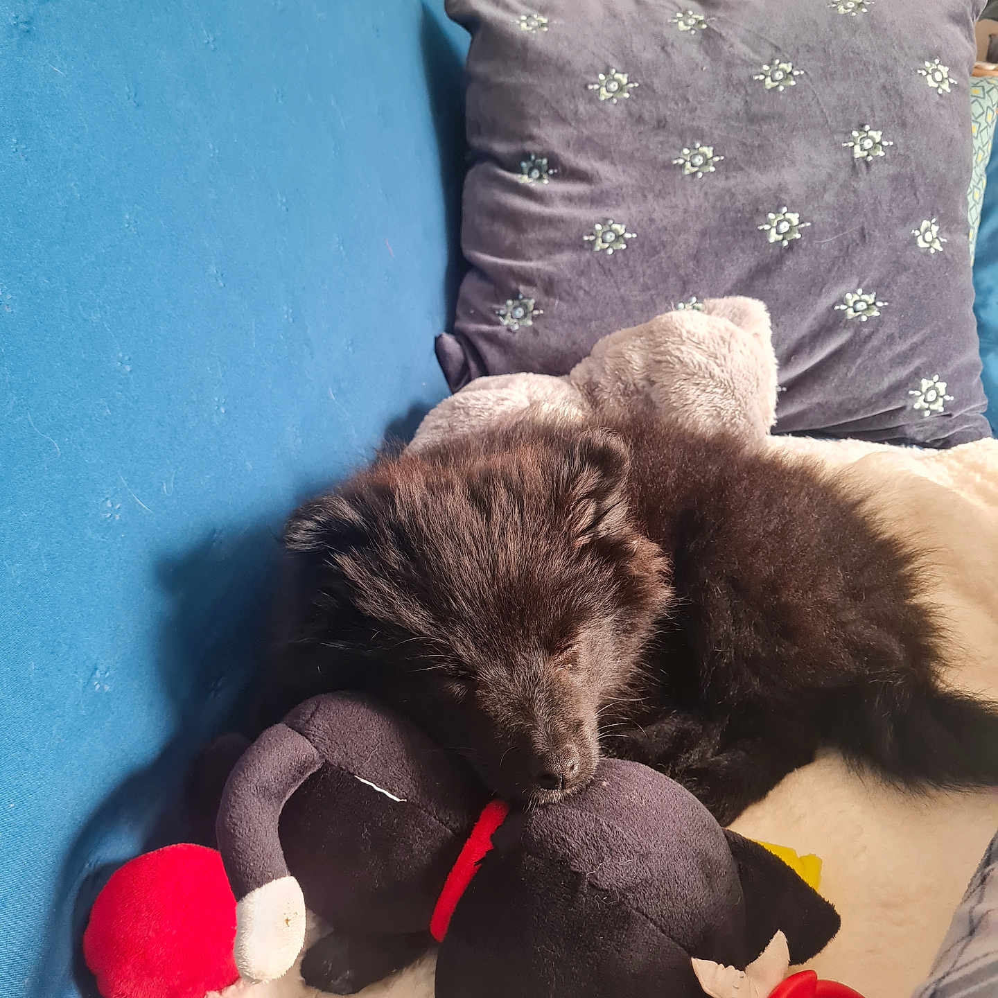 Yoshi participe au concours pour gagner de l'argent avec cette photo : puppy, dog, sleeping, plush_toy, couch, blue_couch, pillow, decorative_pillow, cozy, indoor, pet, fur, black_dog, toy, resting, home, comfort, animal, nap, cute