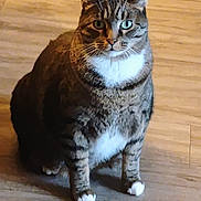 Buggz joined the competition — help win amazing prizes! alert, animal, cat, cute, domestic, feline, floor, fur, housecat, indoor, looking, mammal, paws, pet, portrait, sitting, striped, tabby, whiskers, white_paws