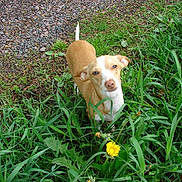 Ginger Honey is registered to the contest to win money with this photo: dog, grass, dandelion, flower, outdoor, nature, greenery, small_dog, tan_dog, white_dog, curious, pet, animal, garden, plants, leaf, ground, gravel, daylight, looking_up