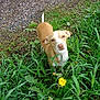 dog, grass, dandelion, flower, outdoor, nature, greenery, small_dog, tan_dog, white_dog, curious, pet, animal, garden, plants, leaf, ground, gravel, daylight, looking_up