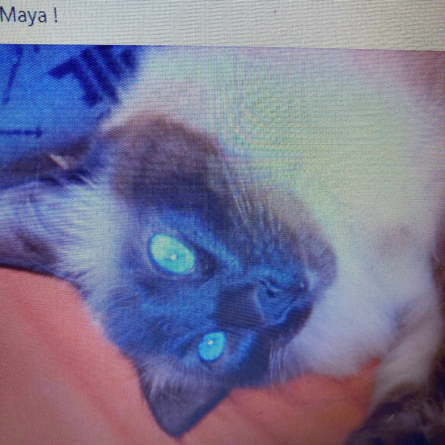 Maya a rejoint le concours — aidez-le/la à gagner de superbes lots ! animal, blue_eyes, cat, close_up, cute, domestic_cat, face, feline, fur, indoor, laying, looking, mammal, orange_background, pet, portrait, resting, siamese_cat, soft, whiskers