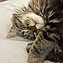 Ariel a rejoint le concours — aidez-le/la à gagner de superbes lots ! cat, tabby, sleeping, fur, whiskers, paw, closeup, pet, animal, relaxed, cozy, cute, domestic, mammal, resting, soft, indoor, feline, nap, peaceful