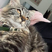 Ariel participe au concours pour gagner de l'argent avec cette photo : cat, tabby, fluffy, indoor, pet, animal, fur, whiskers, closeup, relaxed, bed, blanket, collar, cute, domestic, mammal, portrait, feline, resting, eyes