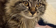Ariel a rejoint le concours — aidez-le/la à gagner de superbes lots ! cat, kitten, tabby, fluffy, pet, animal, indoor, closeup, feline, whiskers, ears, bed, blanket, cute, young, fur, eyes, domestic, mammal, resting