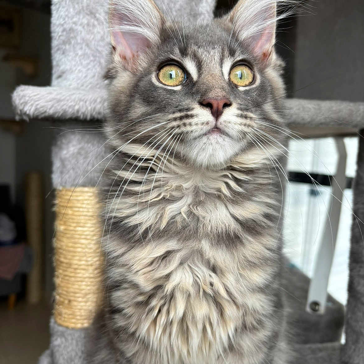 Bloom participe au concours pour gagner de l'argent avec cette photo : cat, tabby, fluffy, pet, animal, indoor, cat_tree, yellow_eyes, whiskers, ears, fur, close_up, sitting, curious, feline, domestic_cat, soft, cute, alert, household