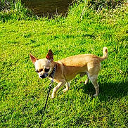 Sanji participe au concours pour gagner de l'argent avec cette photo : canidae, carnivore, carolina_dog, chihuahua, companion_dog, corgi_chihuahua, dog, dog_breed, fawn, grass, mammal, plant, puppy, snout, tail, toy_dog, vertebrate