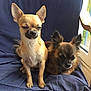 Sanji participe au concours pour gagner de l'argent avec cette photo : canidae, carnivore, chihuahua, companion_dog, dog, dog_breed, fawn, mammal, puppy, russkiy_toy, snout, toy_dog, vertebrate
