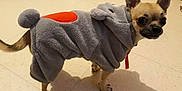 Sanji participe au concours pour gagner de l'argent avec cette photo : ancient_dog_breeds, canidae, carnivore, chihuahua, companion_dog, dog, dog_breed, dog_clothes, dog_supply, fawn, french_bulldog, mammal, non_sporting_group, outerwear, paw, pug, puppy, snout, tail, toy_dog