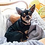 Lili Rose a rejoint le concours — aidez-le/la à gagner de superbes lots ! canidae, carnivore, chihuahua, companion_dog, dog, dog_breed, ear, english_toy_terrier, german_pinscher, mammal, miniature_pinscher, prazsky_krysarik, puppy, russkiy_toy, snout, toy_dog, vertebrate