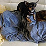 Lili Rose participe au concours pour gagner de l'argent avec cette photo : australian_kelpie, bed, canidae, carnivore, comfort, companion_dog, dog, dog_breed, german_pinscher, guard_dog, mammal, miniature_pinscher, nap, pinscher, prazsky_krysarik, puppy, sleep, toy_dog