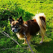 Vénus a rejoint le concours — aidez-le/la à gagner de superbes lots ! canidae, carnivore, companion_dog, dog, dog_breed, eurasier, fawn, finnish_spitz, german_spitz, german_spitz_klein, german_spitz_mittel, grass, icelandic_sheepdog, mammal, papillon, plant, pomeranian, spitz, sporting_group, vertebrate