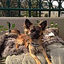 Vénus participe au concours pour gagner de l'argent avec cette photo : canidae, carnivore, dog, dog_breed, fawn, german_shepherd_dog, mammal, old_german_shepherd_dog, vertebrate