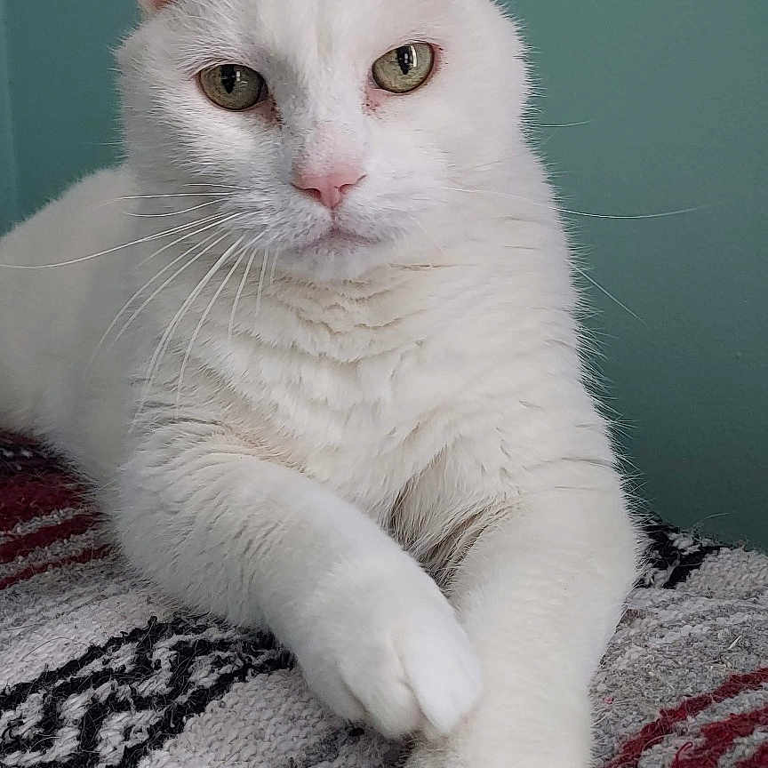 Kasper joined the competition — help win amazing prizes! abyssinian, angora, animal, blanket, cat, kitten, manx, pet, siamese, white