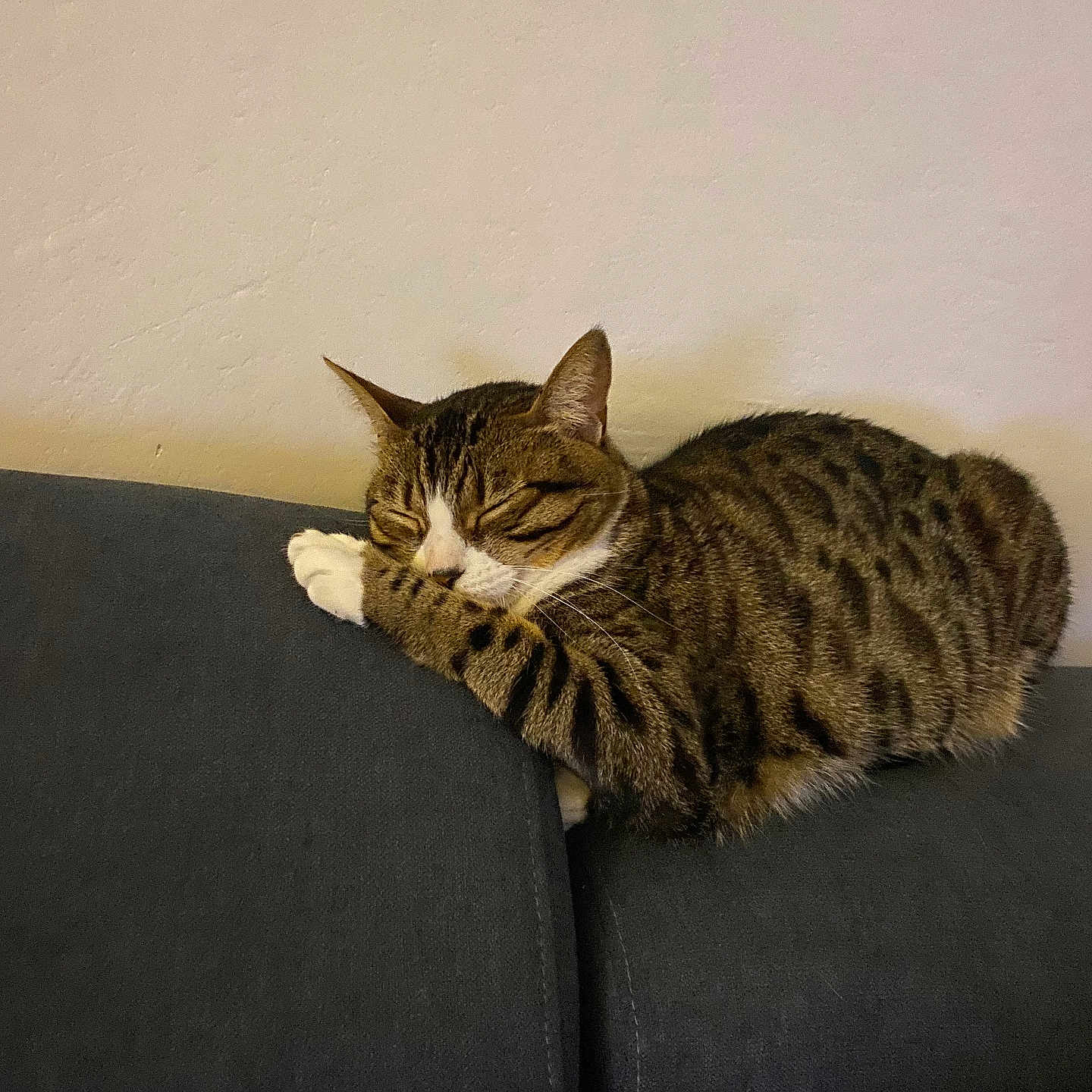 Lola