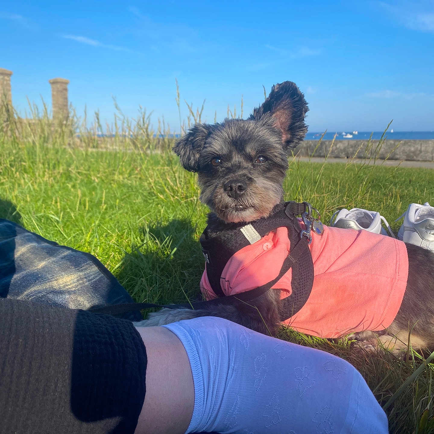 Flora a rejoint le concours — aidez-le/la à gagner de superbes lots ! animal, canine, clothing, dog, field, footwear, grass, grassland, nature, outdoors, park, person, pet, plant, puppy, rock, shoe, sky, soil, summer