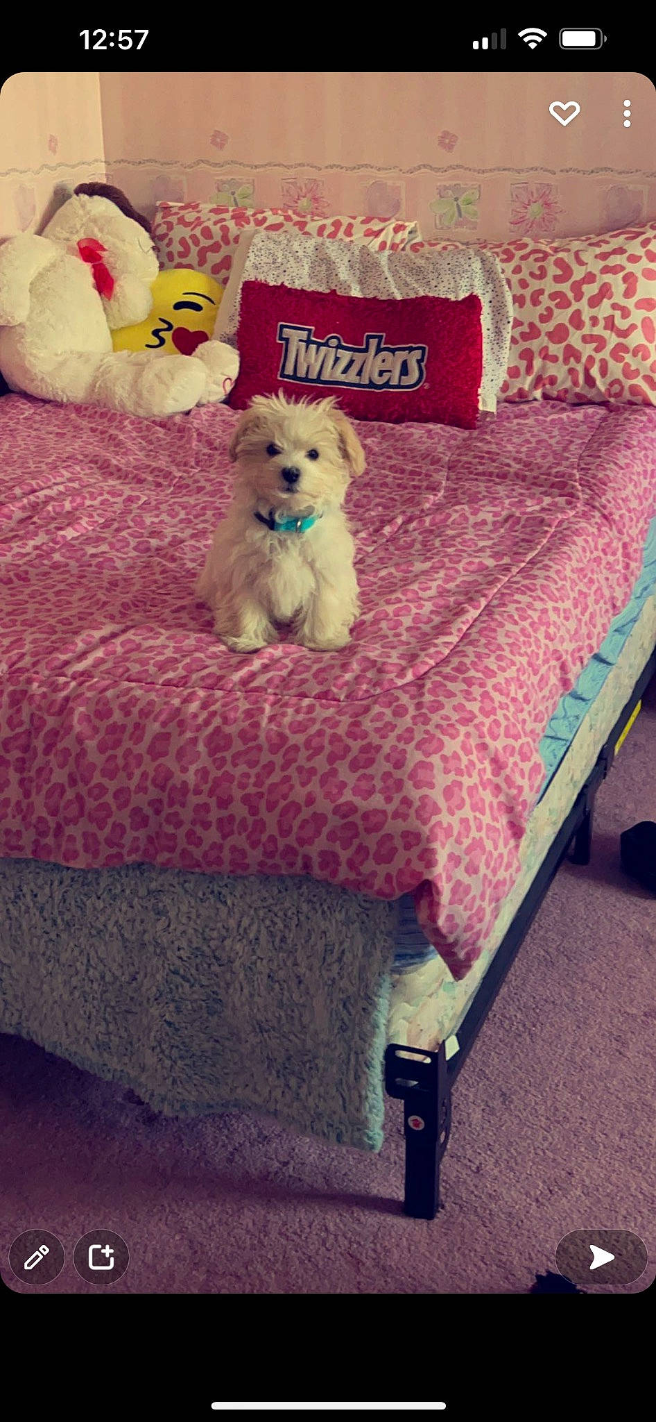 Loki joined the competition — help win amazing prizes! bed, bedding, carnivore, comfort, companion_dog, couch, dog, dog_breed, dog_supply, furniture, linens, magenta, pillow, pink, purple, rectangle, stuffed_toy, textile, toy, toy_dog