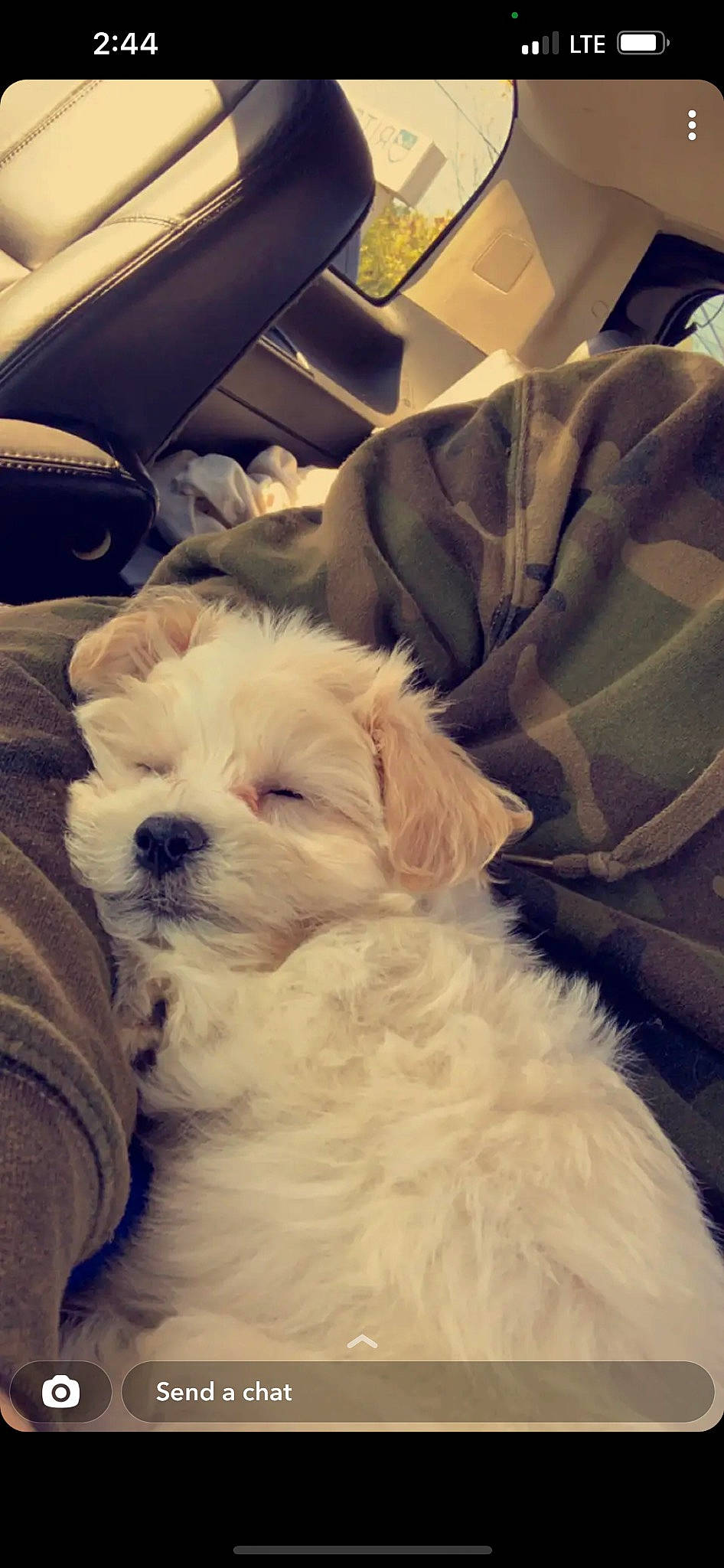 Loki is registered to the contest to win money with this photo: canidae, car_seat, car_seat_cover, carnivore, cloud, comfort, companion_dog, dog, dog_breed, fur, maltepoo, personal_luxury_car, puppy_love, sky, small_terrier, sporting_group, terrier, toy_dog, vehicle_door, working_animal