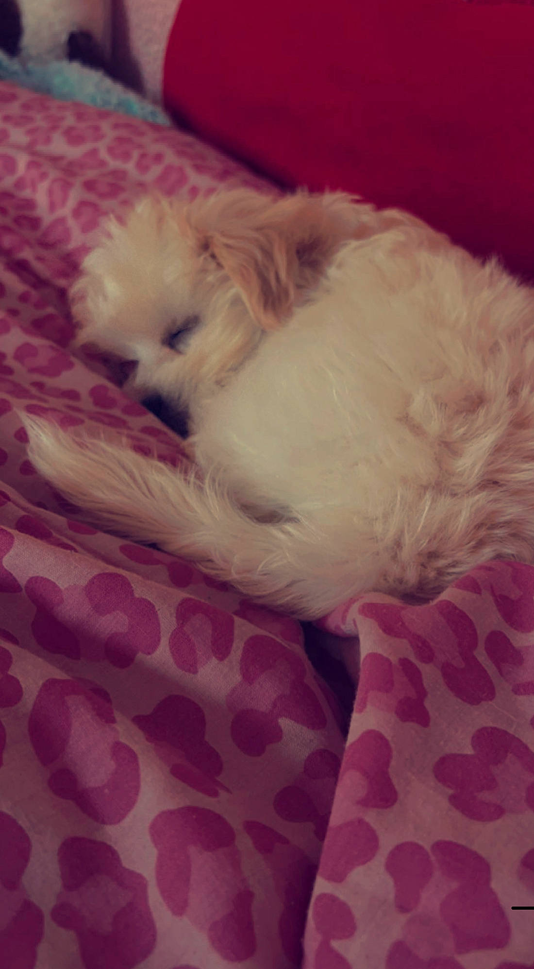 Loki joined the competition — help win amazing prizes! canidae, carnivore, cloud, comfort, companion_dog, dog, dog_breed, felidae, fur, labradoodle, nap, paw, puppy_love, shih_poo, small_terrier, sporting_group, terrier, toy_dog, whiskers, working_animal