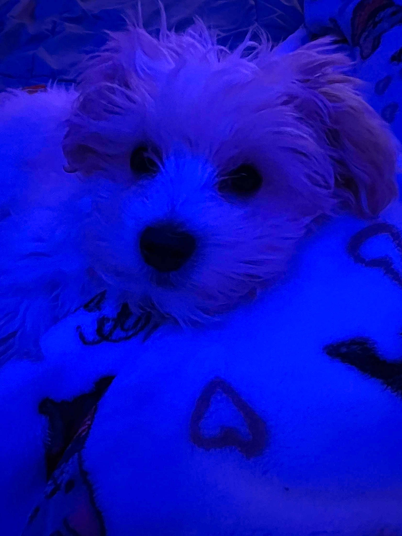 Loki joined the competition — help win amazing prizes! art, canidae, carnivore, cloud, companion_dog, dog, dog_breed, electric_blue, eye, fur, maltepoo, pattern, petal, plant, purple, small_terrier, snout, terrier, toy, toy_dog