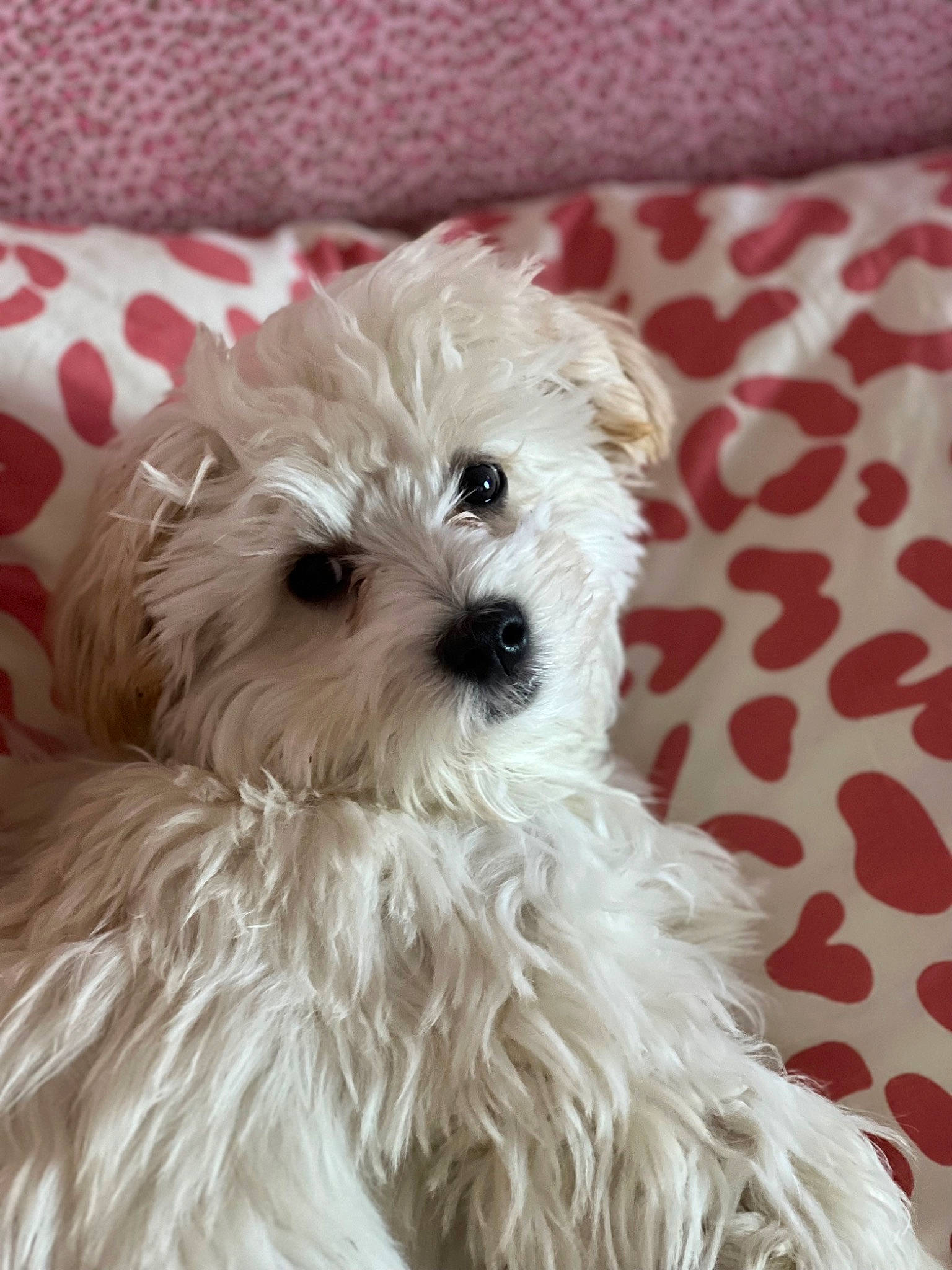 Loki joined the competition — help win amazing prizes! canidae, carnivore, companion_dog, dog, dog_breed, fur, maltepoo, non_sporting_group, pattern, plant, puppy, small_terrier, snout, sporting_group, terrier, toy_dog, working_animal
