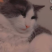 Luna joined the competition — help win amazing prizes! animal, calm, cat, close_up, cozy, cute, emoji, face, feline, fluffy, fur, gray, heart, indoor, pet, pink_nose, portrait, soft, whiskers, white