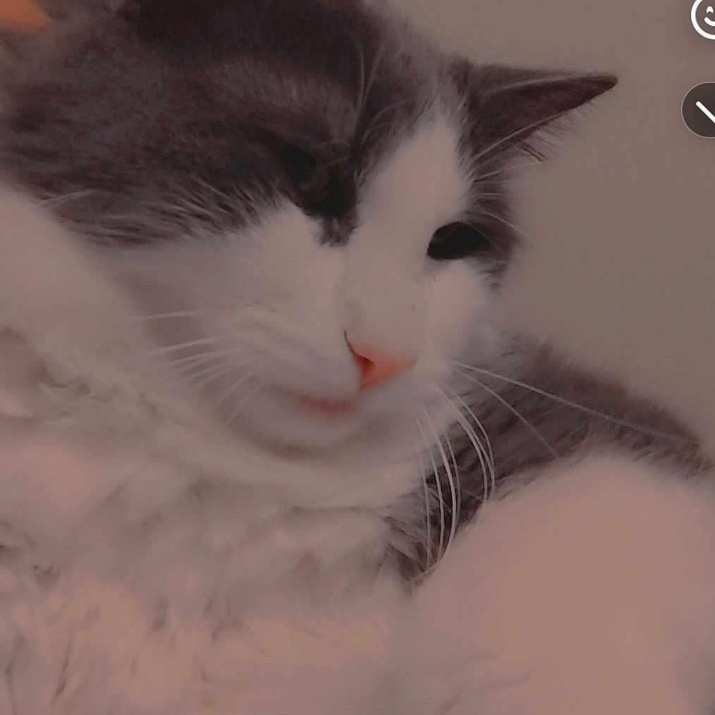 Luna joined the competition — help win amazing prizes! animal, calm, cat, close_up, cozy, cute, emoji, face, feline, fluffy, fur, gray, heart, indoor, pet, pink_nose, portrait, soft, whiskers, white