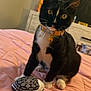 cat, tuxedo_cat, yellow_eyes, collar, toy, plush_toy, oreo, bedspread, pink, indoor, feline, pet, curious, whiskers, paws, quilted, dorm_room, furniture, domestic, closeup