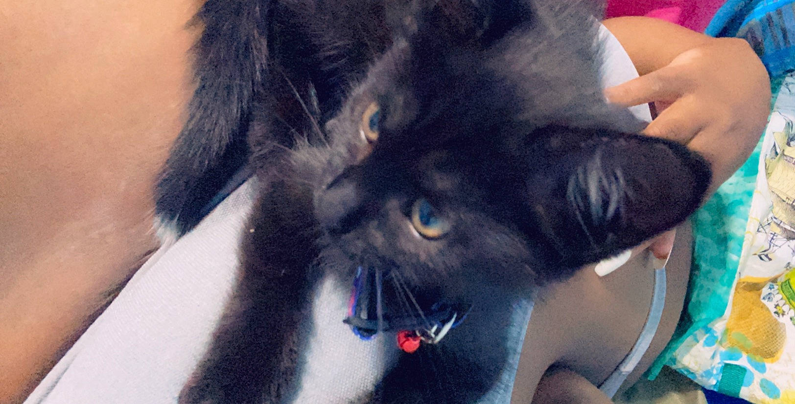 Galaxy is registered to the contest to win money with this photo: black_cat, black_hair, carnivore, cat, ear, eye, felidae, fur, hair, neck, nose, photography, small_to_medium_sized_cats, snout, whiskers