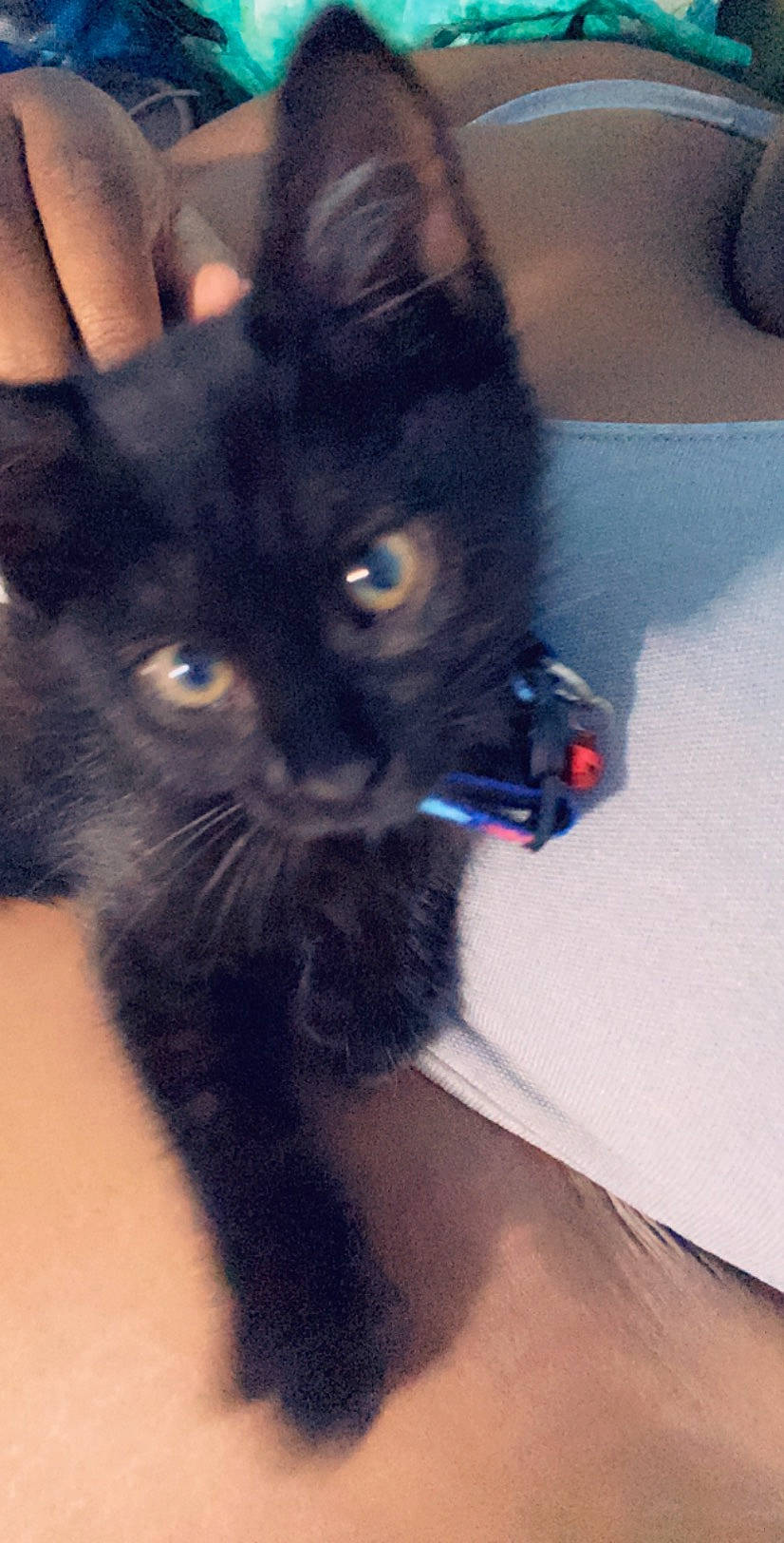 Galaxy is registered to the contest to win money with this photo: asian, black, black_cat, bombay, carnivore, cat, domestic_long_haired_cat, domestic_short_haired_cat, ear, eye, felidae, fur, iris, kitten, mammal, polydactyl_cat, skin, small_to_medium_sized_cats, snout, whiskers