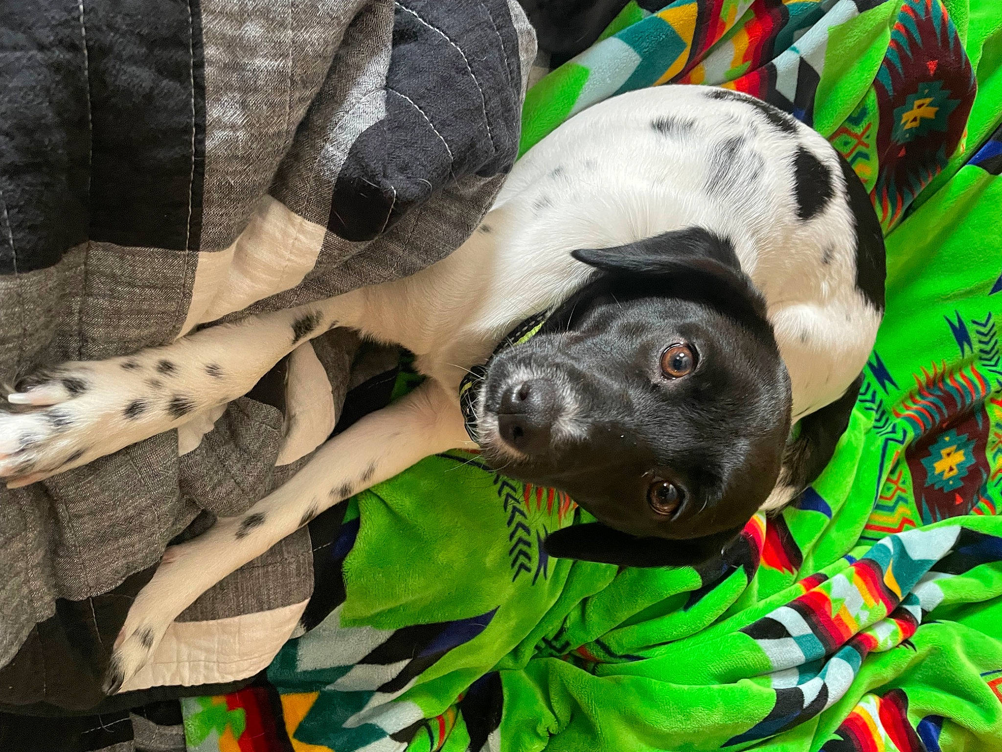 Harley is registered to the contest to win money with this photo: carnivore, collar, comfort, companion_dog, dog, dog_breed, dog_collar, dog_supply, fawn, grass, hat, pattern, pet_supply, plaid, sleeve, snout, sporting_group, tartan, terrestrial_animal, working_animal