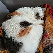 Pupuce a rejoint le concours — aidez-le/la à gagner de superbes lots ! cat, calico, sleeping, curled_up, fur, cozy, blanket, plaid, couch, indoor, pet, relaxing, resting, animal, feline, soft, warm_colors, comfortable, domestic, nap