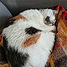 cat, calico, sleeping, curled_up, fur, cozy, blanket, plaid, couch, indoor, pet, relaxing, resting, animal, feline, soft, warm_colors, comfortable, domestic, nap