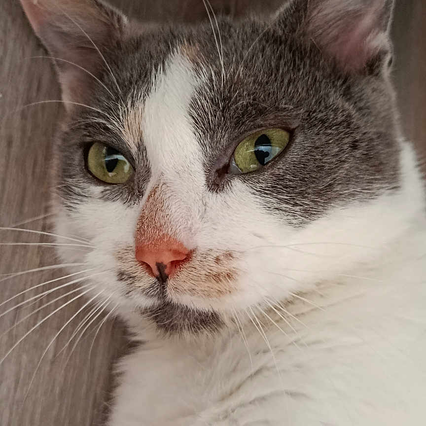 Pupuce